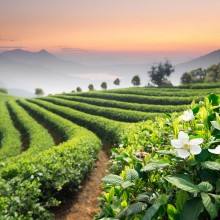 018-tea-field