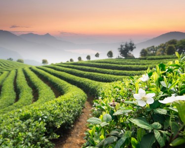 018-tea-field