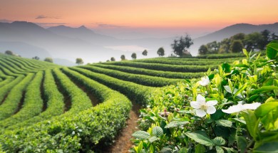 018-tea-field