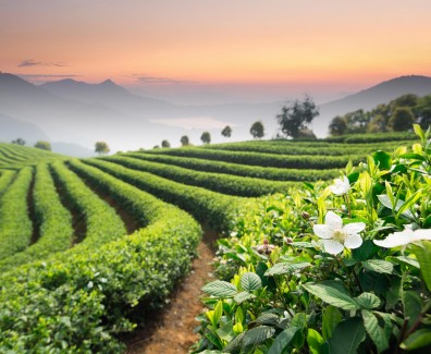 018-tea-field