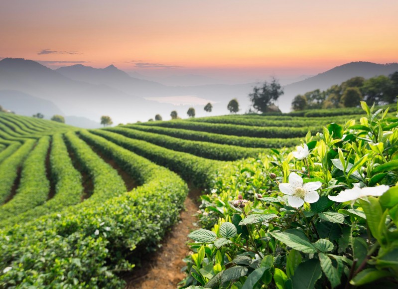 018-tea-field