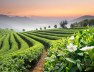 018-tea-field