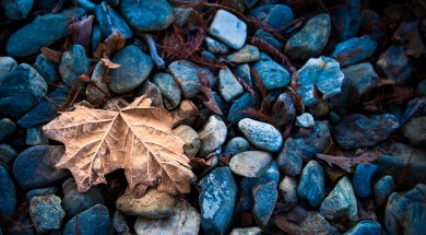 earth-nature