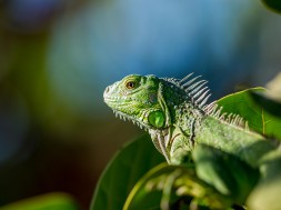 wildlife-nature