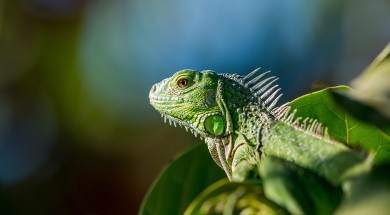 wildlife-nature