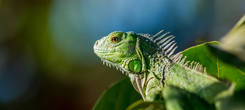 wildlife-nature